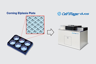 Label free analysis of spheroids in microwells (Corning® Elplasia® Plates)