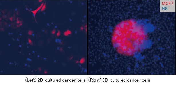 NK cell killing against 2D/3D-cultured cancer cells
