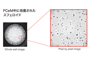 3D Cell Culture by using FCeM®