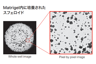 Assessing the growth of 3D spheroids cultured in Matrigel®