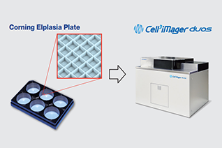 Label free analysis of spheroids in microwells (Corning® Elplasia® Plates)