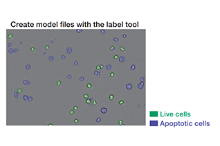 Deep Learning for cell classification