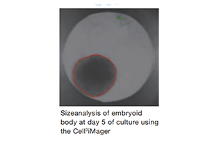 Rapid production and size assessment of Embryoid Bodies ( EBs )
