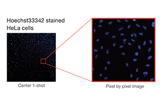 Counting fluorescence stained adherent cells