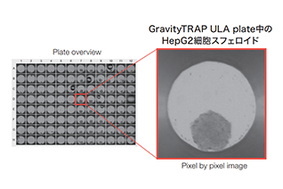 3D Cell Culture in Gravity TRAP™