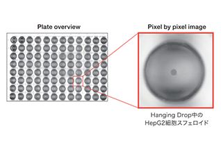 3D Cell Culture by Hanging Drop